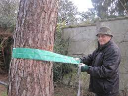 Un sol bien nourri et des soins réguliers donnent de la vigueur à vos plantes, de fait plus résistantes. Fabriquer Piege Chenille Processionnaire Ray Marantz