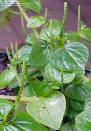 Image result for Peperomia pellucida