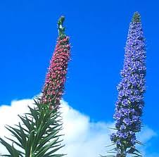 Image result for Echium