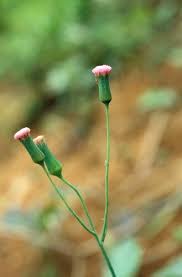 Image result for Emilia sonchifolia