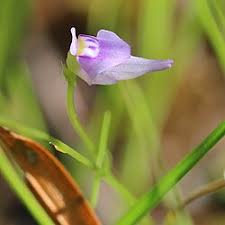 Image result for Utricularia tortilis
