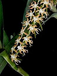 Image result for Tridactyle bicaudata