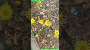 Image result for Pentanema indicum