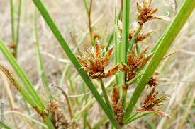 Image result for Cyperus deciduus