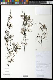 Image result for Inversodicraea