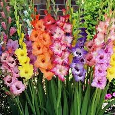 50 Gladiolus Flower Bulbs Spectacular Rainbow Mix All Colors Pack Of 50 Bulbs Deer Resistant Zone 3 10 Gladiolus Flower Bulb Flowers Gladiolus Bulbs