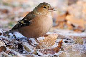 Ordnen sie einfach die vogelnamen auf den karten den richtigen bildern zu! Was Fressen Unsere Wintervogel Nabu