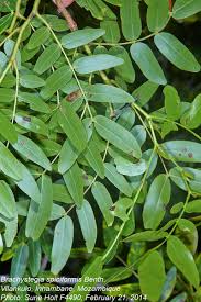 Image result for Brachystegia boehmii