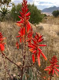 Image result for Aloe pienaarii