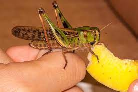 371 Baby Grasshopper Photos Free Royalty Free Stock Photos From Dreamstime