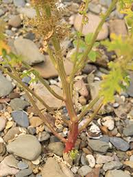 Image result for Dysphania schraderiana