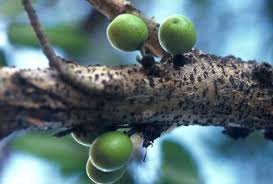 Image result for Ficus sansibarica