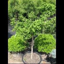Have Chase Manhattan Dwarf Gingko Biloba I Ve Got Just A Small Guy But Its Growing Maidenhair Tree
