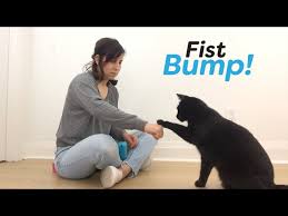 Amazon web services scalable cloud computing services. Teach Your Cat To Fist Bump With Clicker Training Youtube