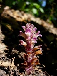 Image result for Orobanche