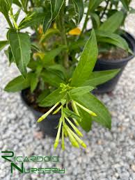 Image result for Cestrum nocturnum