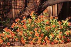 Image result for Justicia spicigera