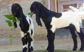 Ia dikacuk daripada baka asli dengan campuran kambing european, angora dan juga indian. 7 Jenis Kambing Terbaik Yang Cocok Untuk Kurban Tokopedia Blog