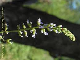 Image result for Psoralea arborea