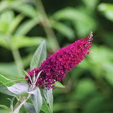 Image result for Buddleja pulchella
