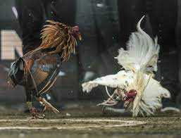 Watch Truc Tiep Da Ga Thomo – Unlimited Stay Cockfighting from C1 to C5 -  pathumratjotun