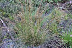 Image result for Aristida wildii