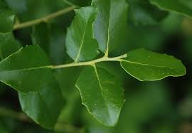 Image result for Quillaja saponaria