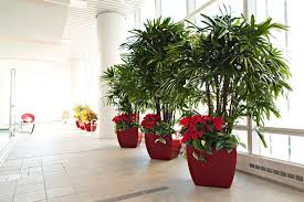 Gurus In Plant Design Indoor Plants Low Light Plants Indoor Plants