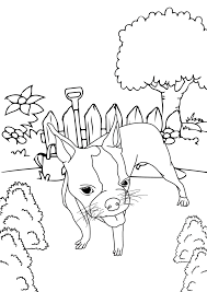 Boston terrier christmas coloring book: Boston Terrier Coloring Pages Free Printable Color Pages Boston Terrier Society
