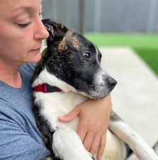 Loki male poodle mix available for adoption