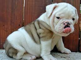 Miniature English Bulldog Puppies For Xmas Adoption English Bulldog Puppies Bulldog Puppies Bulldog