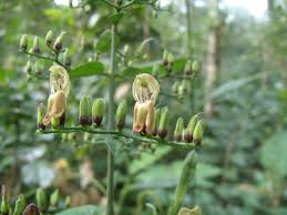 Image result for Tetradenia urticifolia
