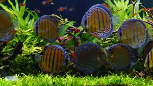 (на 1 ампулу 2,2 мл (=2,2 г)). Symphysodon Aequifasciatus Brauner Diskus 13 15cm Fishtopia