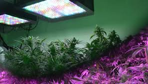 We did not find results for: Advantages Why One Should Use Led Grow Lights For Plants