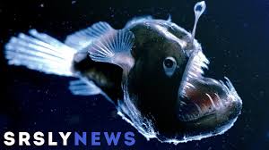 5 Echte Monster Aus Der Tiefsee Youtube