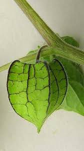 Image result for Physalis pubescens
