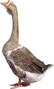 Grey Young Goose Png Image Pet Birds Goose Drawing Zoo Prints