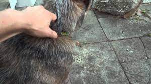 Call your vet as soon as possible if your dog is either elderly or a puppy, or if he suffers from a medical condition. Dog Throwing Up Green Vomit Youtube