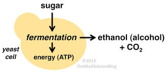 What gas forms in the balloons? How Do The Products Of Fermentation In Animals Differ From Yeast Socratic