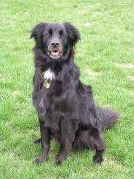 Black And White Collie Cross Image Result For Flat Coat Retriever Border Collie Mix Black Dog Cute Dogs Flat Coated Retriever