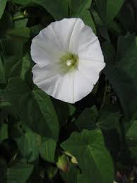 Image result for Convolvulaceae
