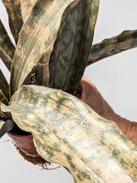 Image result for Sansevieria kirkii