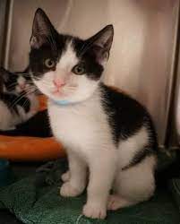 Adopt Benji On Petfinder Kitten Adoption Cat Adoption Humane Society