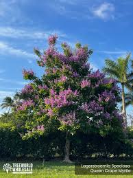 Image result for Lagerstroemia speciosa