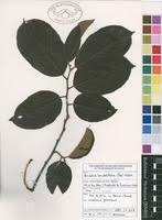 Image result for Bridelia brideliifolia