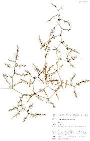 Image result for Asparagus exuvialis