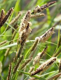 Image result for Carex lycurus