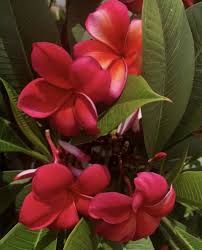 Pure Passion In 2020 Plumeria Frangipani Flowers