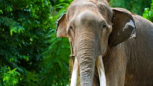 While being so immense in size and being herbivorous (consuming mostly vegetation). What Do Elephants Eat Discover The Elephant Diet