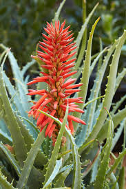 Image result for Aloe arborescens